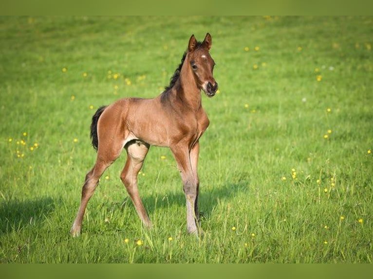 Oldenburg Stallion Foal (03/2026) 16,2 hh Brown in Hetzerath