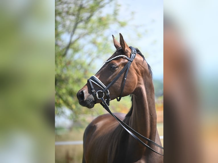 Oldenburg Stallion Foal (03/2026) 16,2 hh Brown in Hetzerath