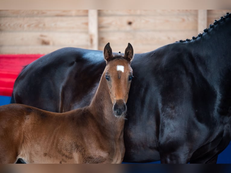 Oldenburg Stallion  16,2 hh Brown in Fehrbellin
