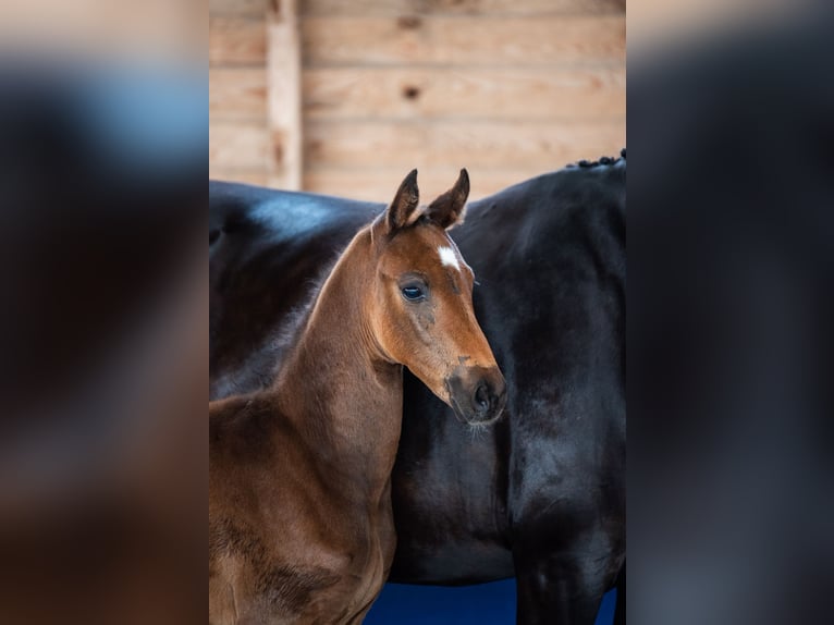 Oldenburg Stallion  16,2 hh Brown in Fehrbellin