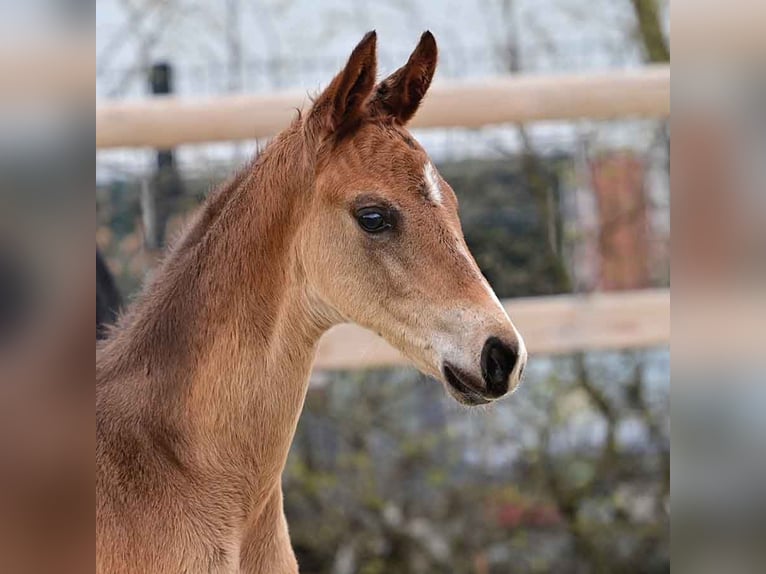 Oldenburg Stallion  16,2 hh Brown in Martfeld