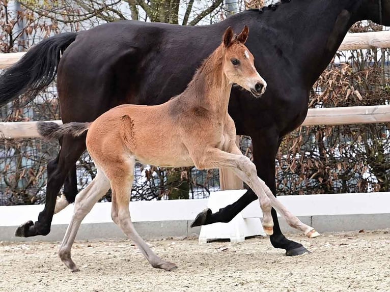 Oldenburg Stallion  16,2 hh Brown in Martfeld