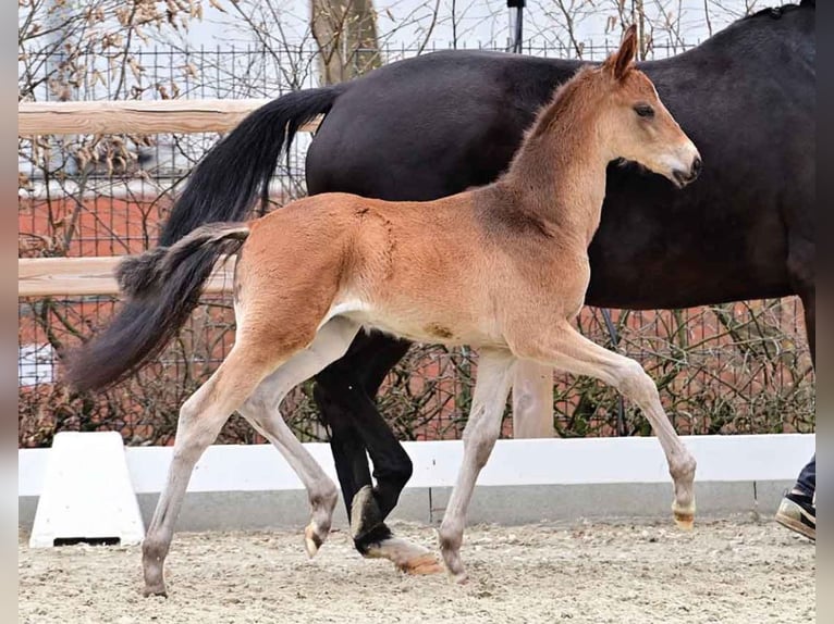 Oldenburg Stallion  16,2 hh Brown in Martfeld
