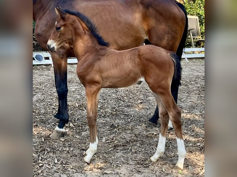 Oldenburg Stallion  16,2 hh Brown in Meppen