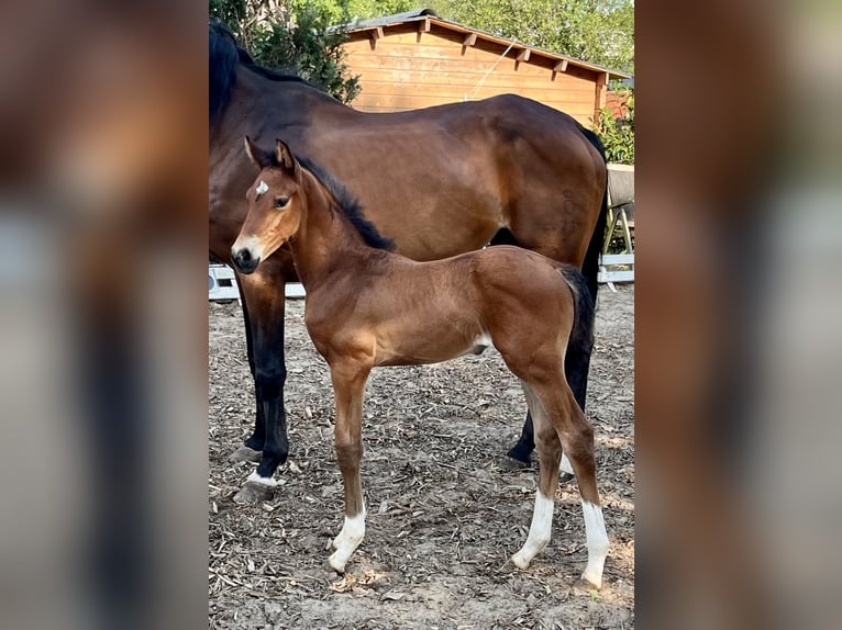 Oldenburg Stallion  16,2 hh Brown in Meppen
