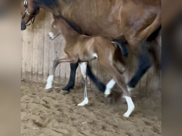 Oldenburg Stallion  16,2 hh Brown in Meppen