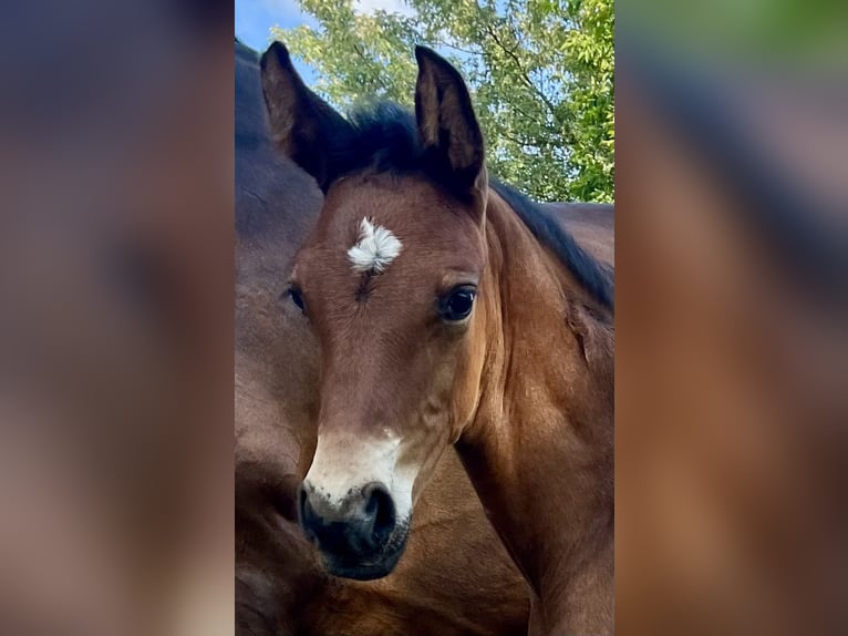Oldenburg Stallion  16,2 hh Brown in Meppen