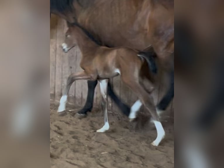 Oldenburg Stallion  16,2 hh Brown in Meppen