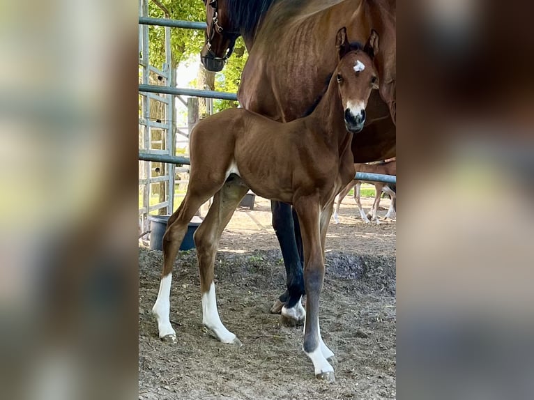 Oldenburg Stallion  16,2 hh Brown in Meppen