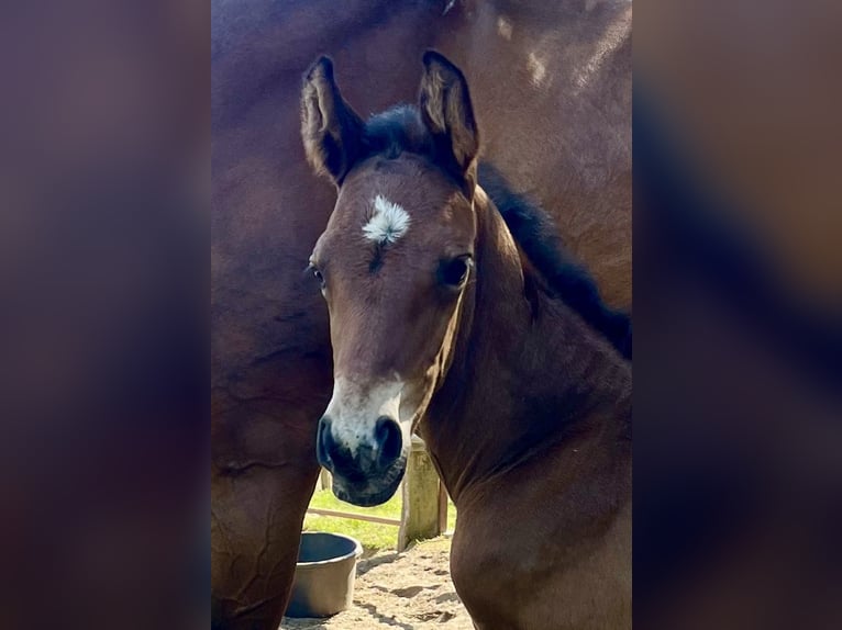Oldenburg Stallion  16,2 hh Brown in Meppen