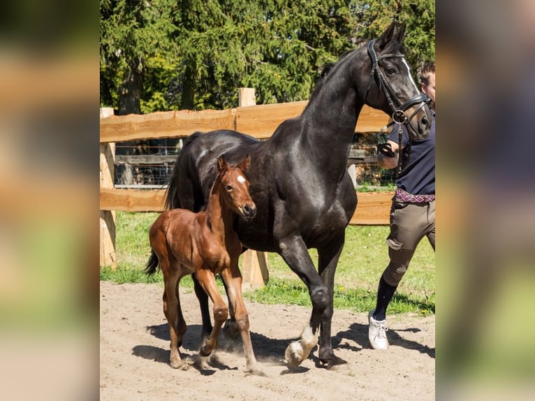 Oldenburg Stallion  16,2 hh Brown in Nordwestuckermark