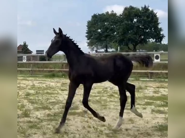 Oldenburg Stallion Foal (03/2025) 16,2 hh Brown in Ovelg&#xF6;nne