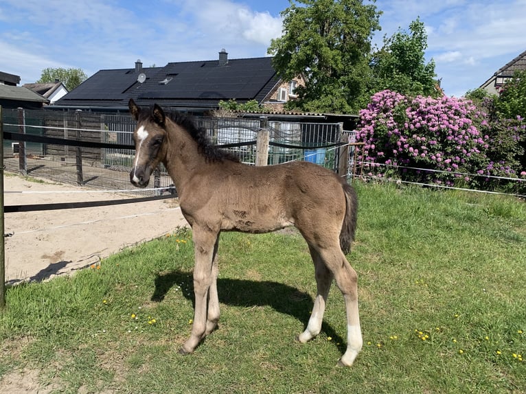 Oldenburg Stallion Foal (03/2025) 16,2 hh Brown in Ovelg&#xF6;nne