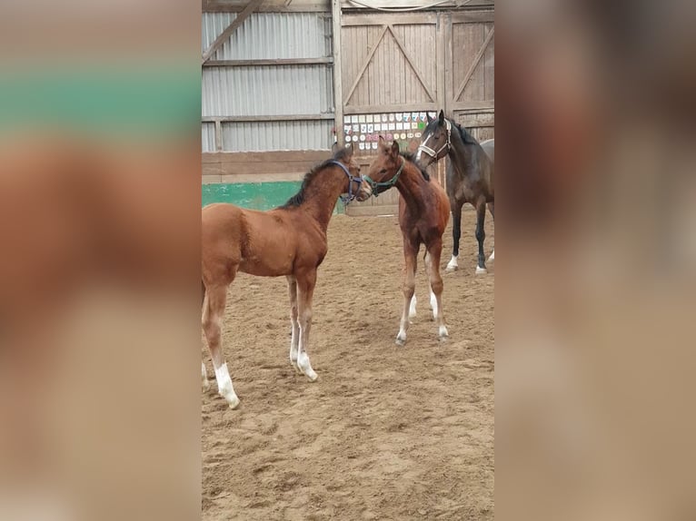 Oldenburg Stallion Foal (02/2025) 16,2 hh Brown in Herzhorn