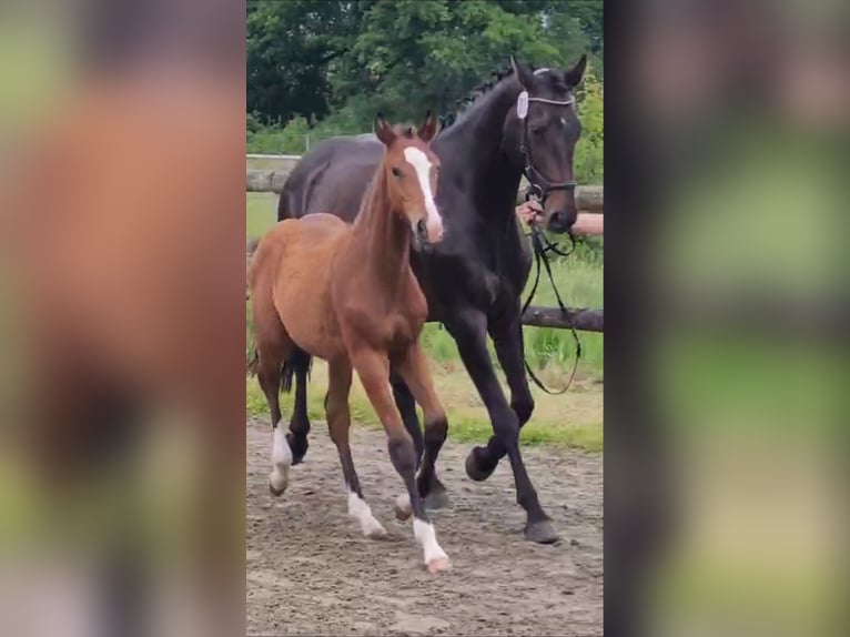 Oldenburg Stallion Foal (02/2025) 16,2 hh Brown in Herzhorn