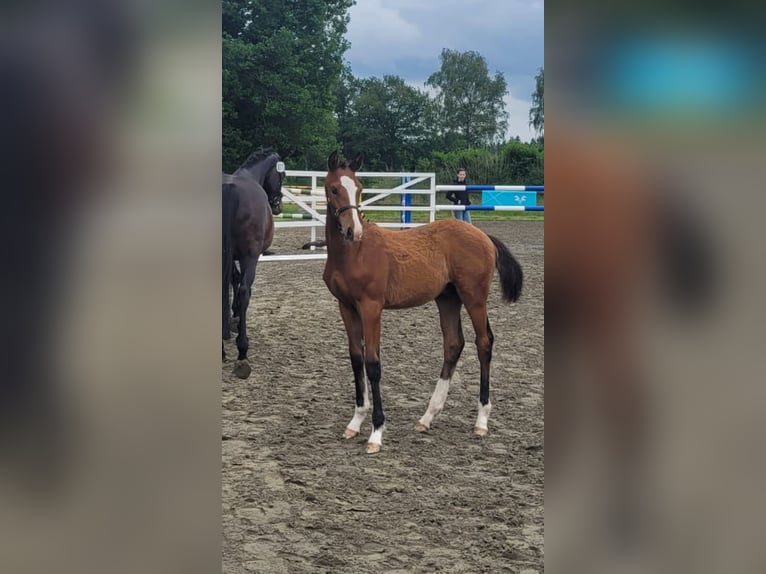 Oldenburg Stallion Foal (02/2025) 16,2 hh Brown in Herzhorn