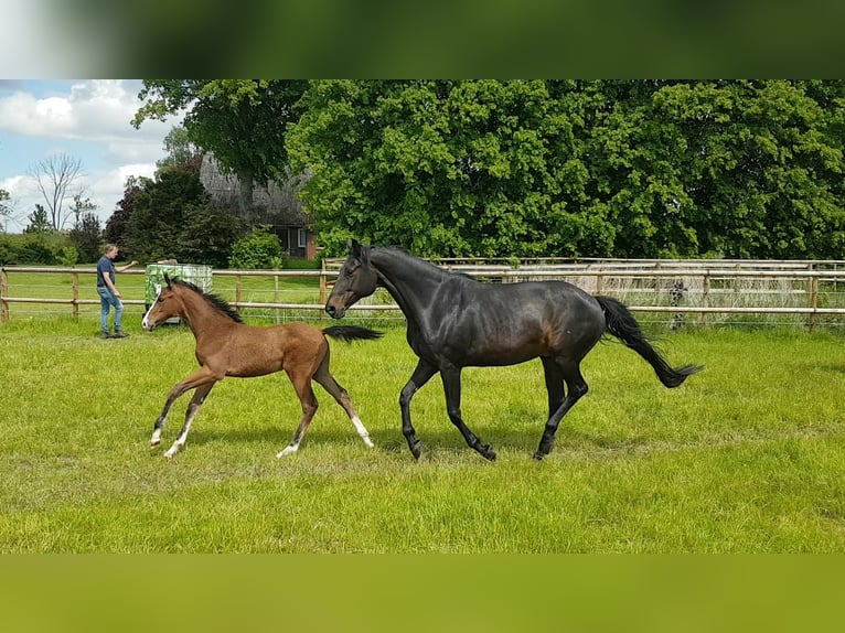 Oldenburg Stallion Foal (02/2025) 16,2 hh Brown in Herzhorn