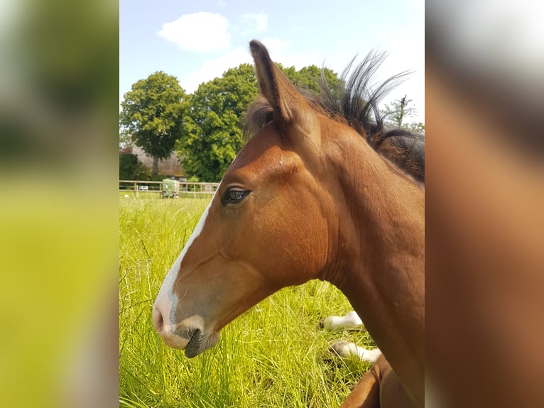 Oldenburg Stallion Foal (02/2025) 16,2 hh Brown in Herzhorn