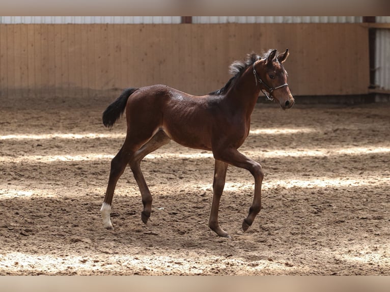 Oldenburg Stallion  16,2 hh Brown in Hiddenhausen