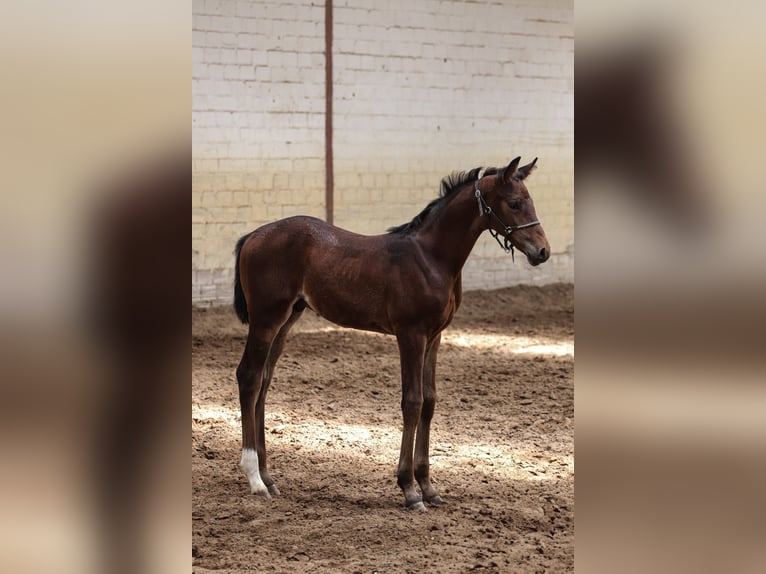 Oldenburg Stallion  16,2 hh Brown in Hiddenhausen