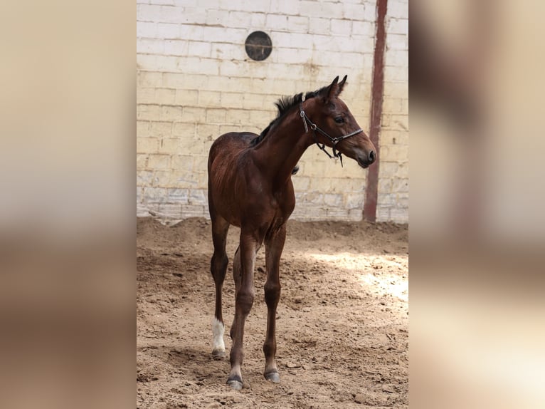 Oldenburg Stallion  16,2 hh Brown in Hiddenhausen