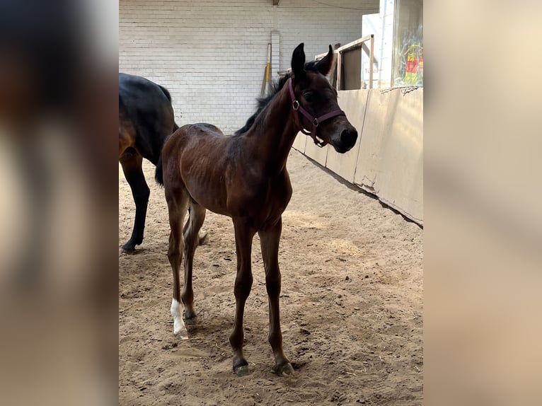 Oldenburg Stallion  16,2 hh Brown in Hiddenhausen
