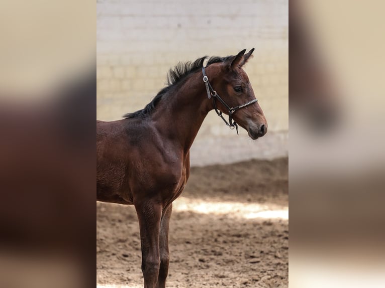 Oldenburg Stallion  16,2 hh Brown in Hiddenhausen