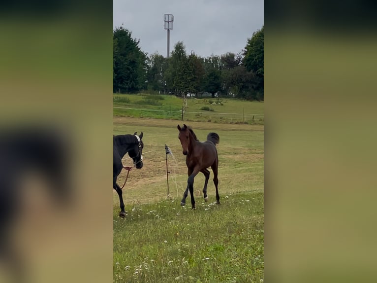 Oldenburg Stallion Foal (04/2025) 16,2 hh Brown in SilberhausenHermsdorf