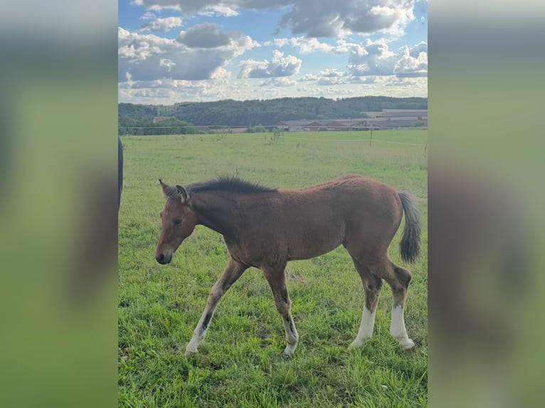 Oldenburg Stallion Foal (05/2025) 16,2 hh Brown in St. Bernhard