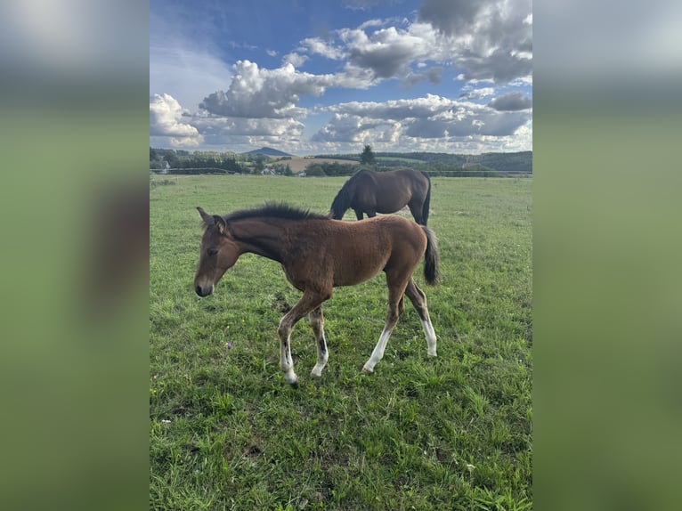 Oldenburg Stallion Foal (05/2025) 16,2 hh Brown in St. Bernhard