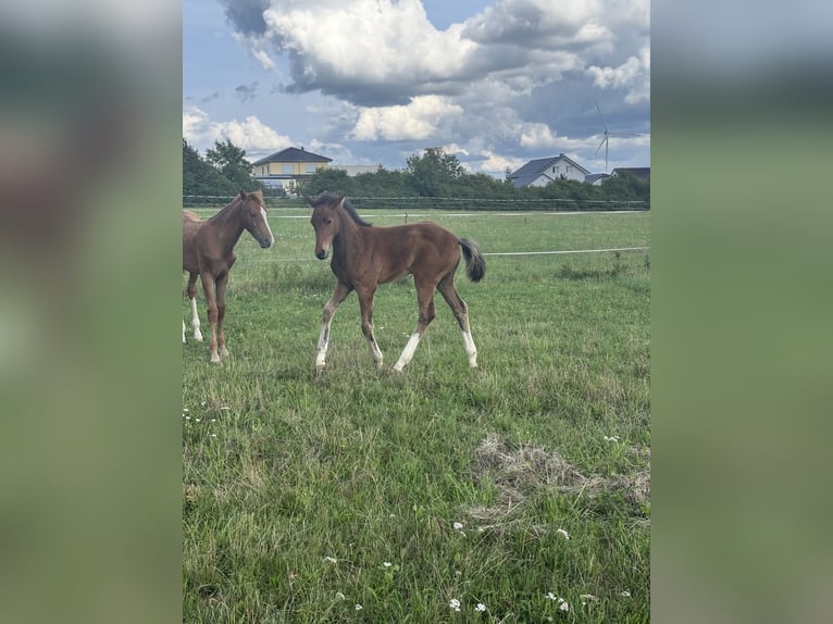 Oldenburg Stallion Foal (05/2025) 16,2 hh Brown in St. Bernhard