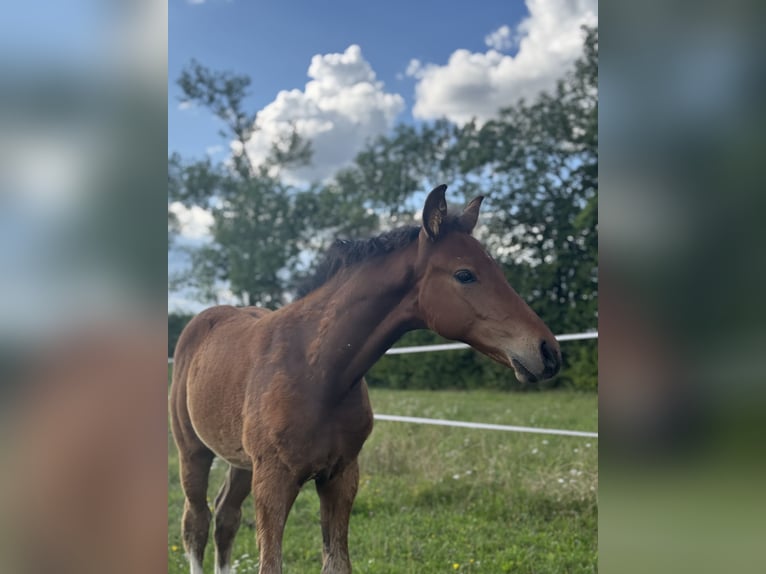 Oldenburg Stallion Foal (05/2025) 16,2 hh Brown in St. Bernhard