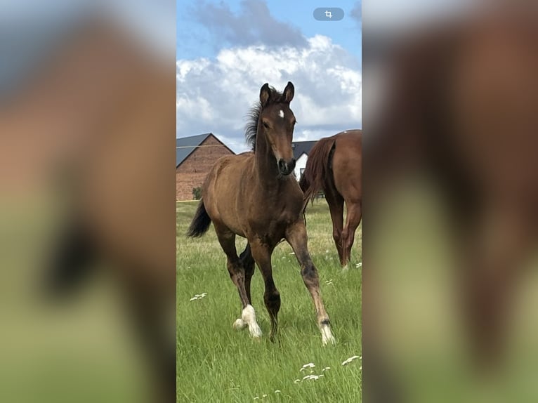 Oldenburg Stallion Foal (06/2025) 16,2 hh Brown in Steinh&#xF6;fel