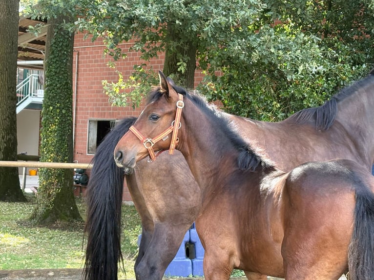 Oldenburg Stallion Foal (03/2025) 16,2 hh Brown in Beesten