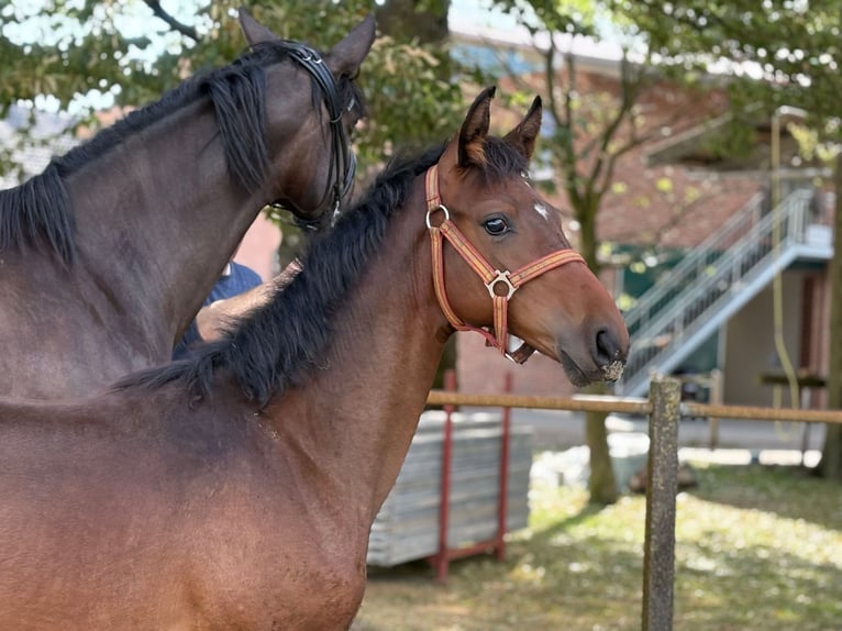 Oldenburg Stallion Foal (03/2025) 16,2 hh Brown in Beesten