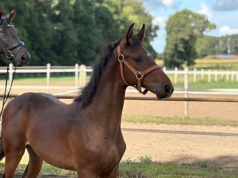 Oldenburg Stallion Foal (03/2025) 16,2 hh Brown in Beesten