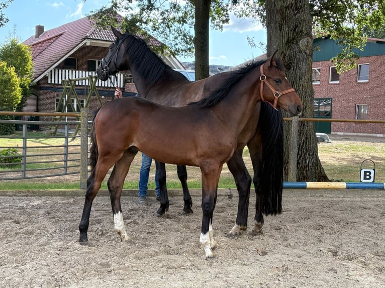Oldenburg Stallion Foal (03/2025) 16,2 hh Brown in Beesten