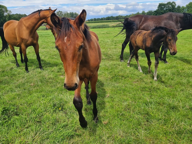 Oldenburg Stallion Foal (02/2025) 16,2 hh Brown in Cappeln (Oldenburg)