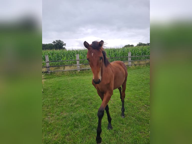 Oldenburg Stallion Foal (02/2025) 16,2 hh Brown in Cappeln (Oldenburg)