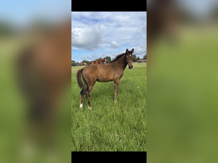 Oldenburg Stallion Foal (06/2025) 16,2 hh Brown in Steinh&#xF6;fel