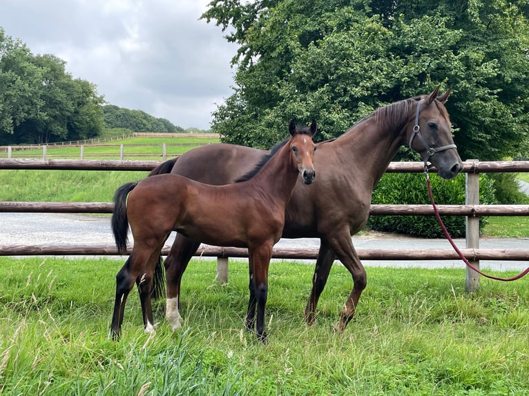 Oldenburg Stallion Foal (04/2025) 16,2 hh Can be white in Nottuln