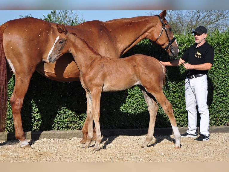 Oldenburg Stallion Foal (06/2025) 16,2 hh Chestnut in Buk
