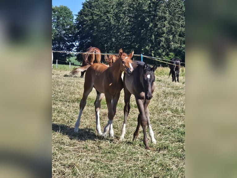 Oldenburg Stallion Foal (05/2025) 16,2 hh Chestnut in Isny im Allg&#xE4;u