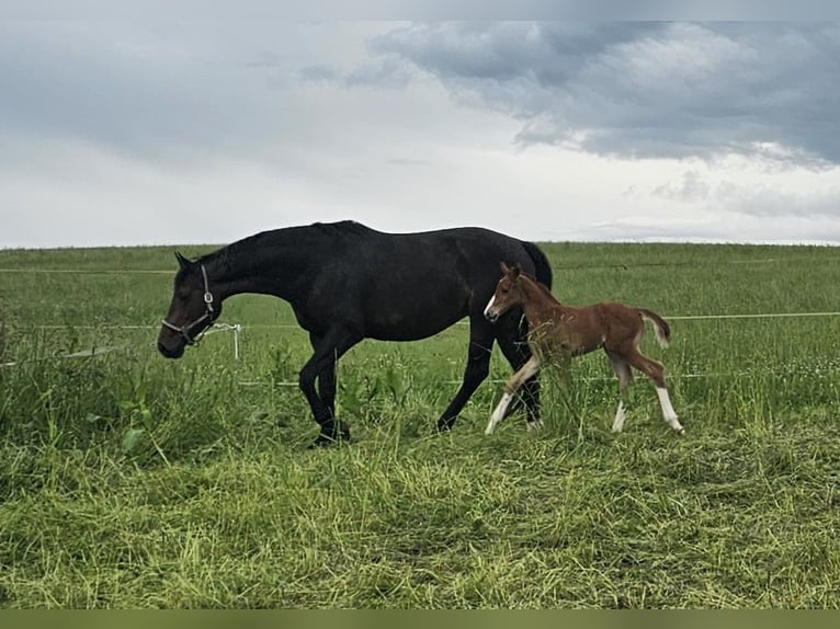 Oldenburg Stallion Foal (05/2025) 16,2 hh Chestnut in Isny im Allg&#xE4;u