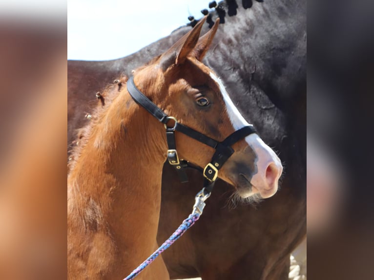 Oldenburg Stallion Foal (05/2025) 16,2 hh Chestnut in B&#xF6;singen