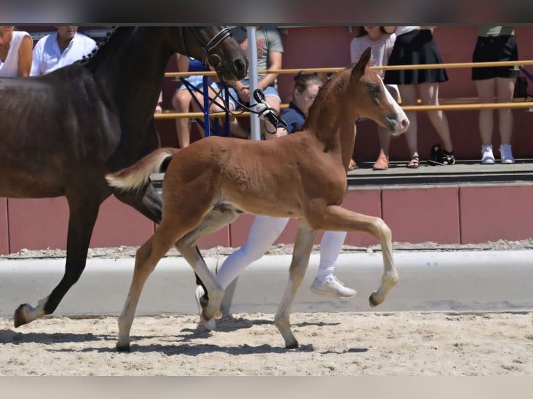 Oldenburg Stallion Foal (05/2025) 16,2 hh Chestnut in B&#xF6;singen