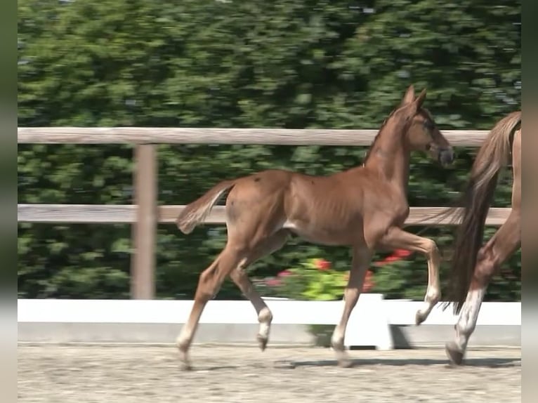 Oldenburg Stallion Foal (06/2025) 16,2 hh Chestnut in Gro&#xDF;efehn Bagband