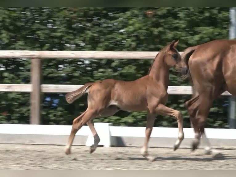 Oldenburg Stallion Foal (06/2025) 16,2 hh Chestnut in Gro&#xDF;efehn Bagband