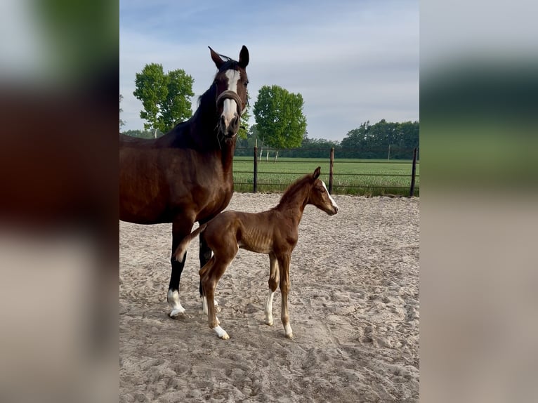 Oldenburg Stallion Foal (05/2025) 16,2 hh Chestnut in L&#xF6;ningen
