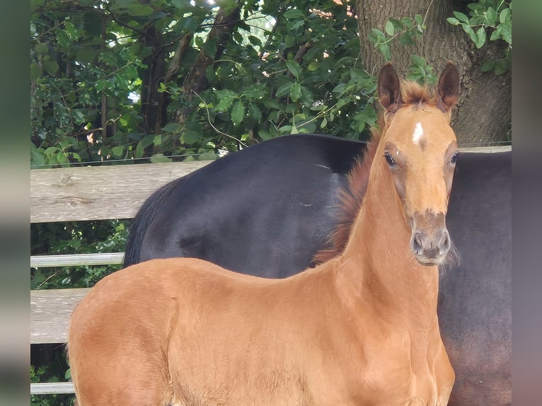 Oldenburg Stallion  16,2 hh Chestnut in Westerstede